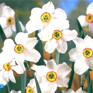 5 heirloom Narcissus bulbs